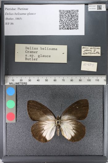 Media type: image;   Entomology 128302
